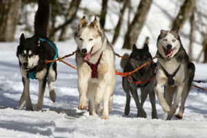Huskytouren Finnland