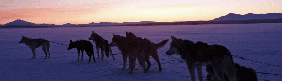 Hunde im Schnee