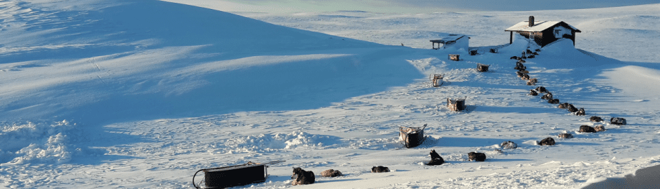 Huskies liegen als Reihe im Schnee