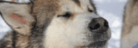Huskykopf