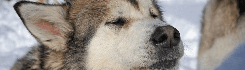 Huskykopf