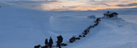 Hundereihe im Schnee