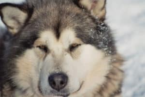 Huskytraining in Schweden