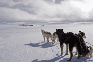 Huskyabenteuer