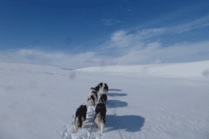 Hundegespann im Schnee beim Huskycamp