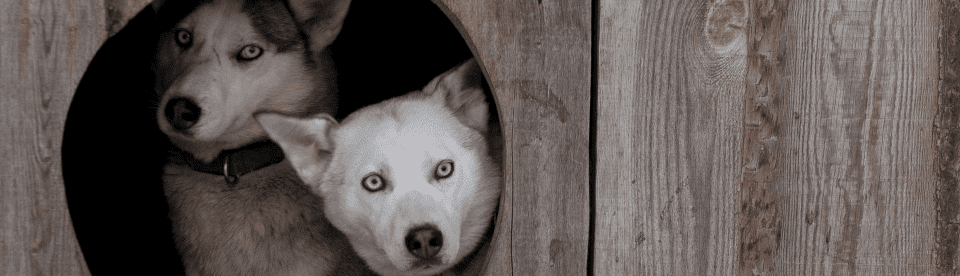 Zwei Huskies gucken durch Holzloch