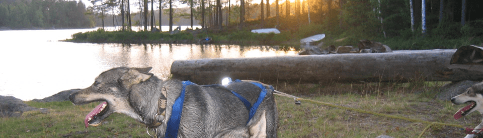 Husky in Geschirr vor Wasser und Bäumen