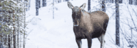 Elch Weibchen im Schnee