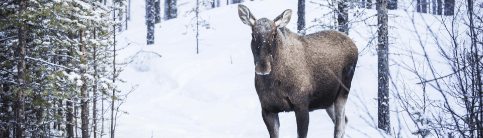 Elch Weibchen im Schnee