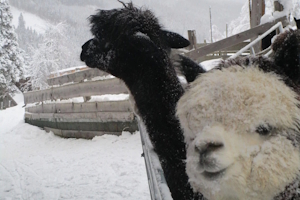 Lamas im Skiurlaub