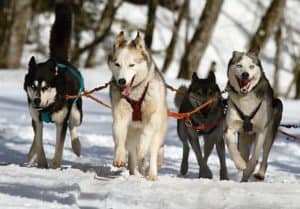 Husky Tour im Schnee